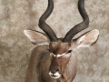 kudu