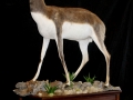 blackbuck