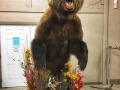 brown-bear-2019-1