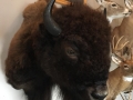 buffalo-1-2018