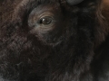 buffalo-2018