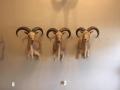 texas-aoudad