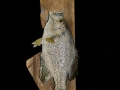 crappie 2 pd 1
