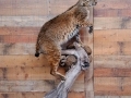 bobcat-2