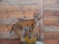 bobcat