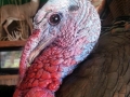 turkey-head-pic-1