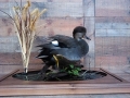 Gadwall jp texas