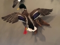 mallard-flush-18