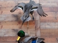 pintail mallard