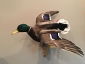 pritch-mallard-2018