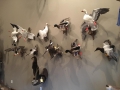 waterfowl-2018