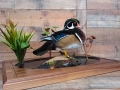 woodduck texas