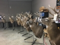 deer-2018