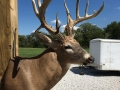 deer-5-2018