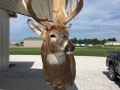 deer-6-2018