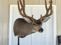 muley-1-19