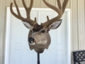 muley-18